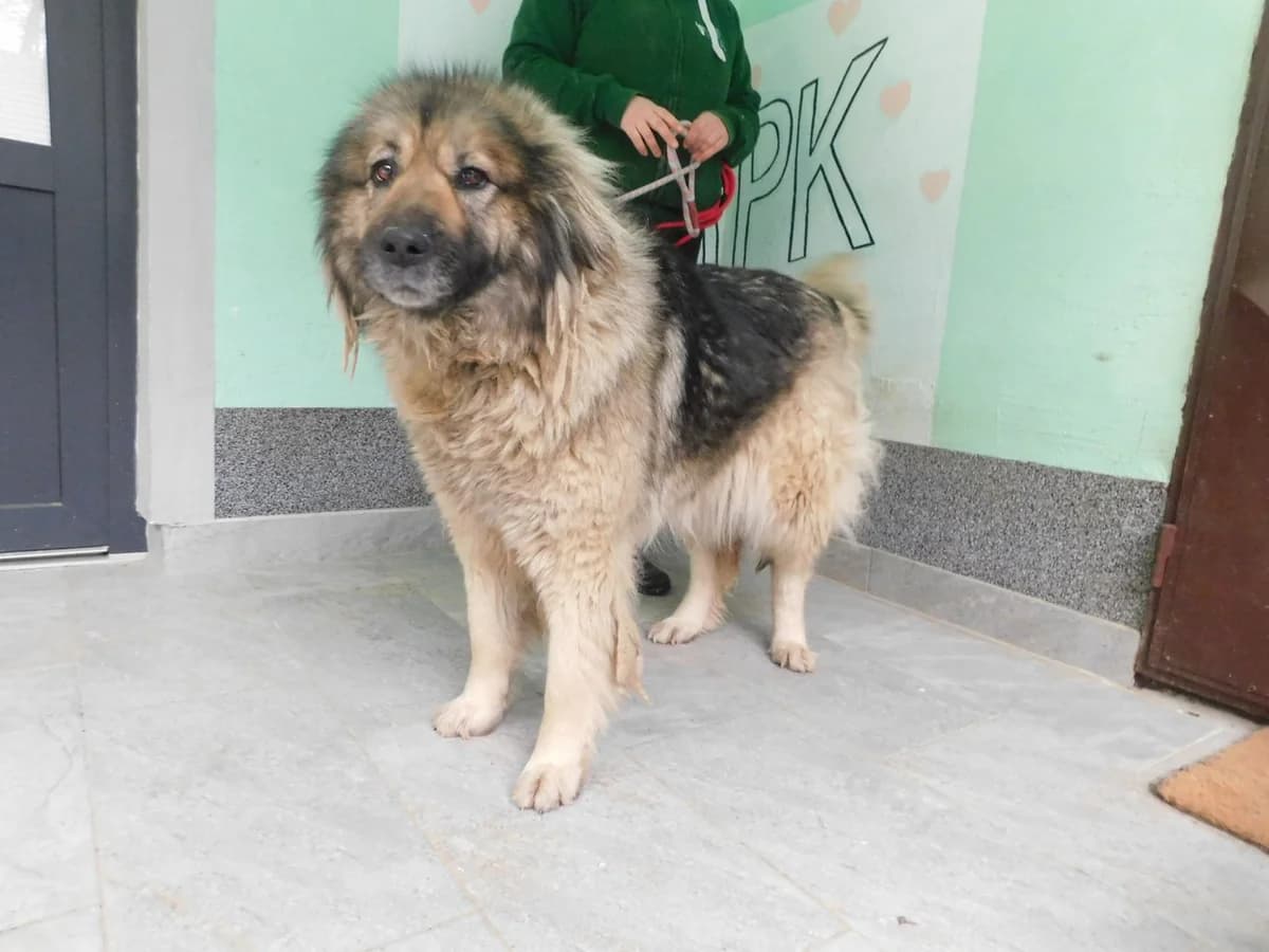 Broj 2448, Smeđe – crna, u tipu šarplaninca female 7yo mixed breed for adoption at Sklonište za životinje Utinja (CRPK)