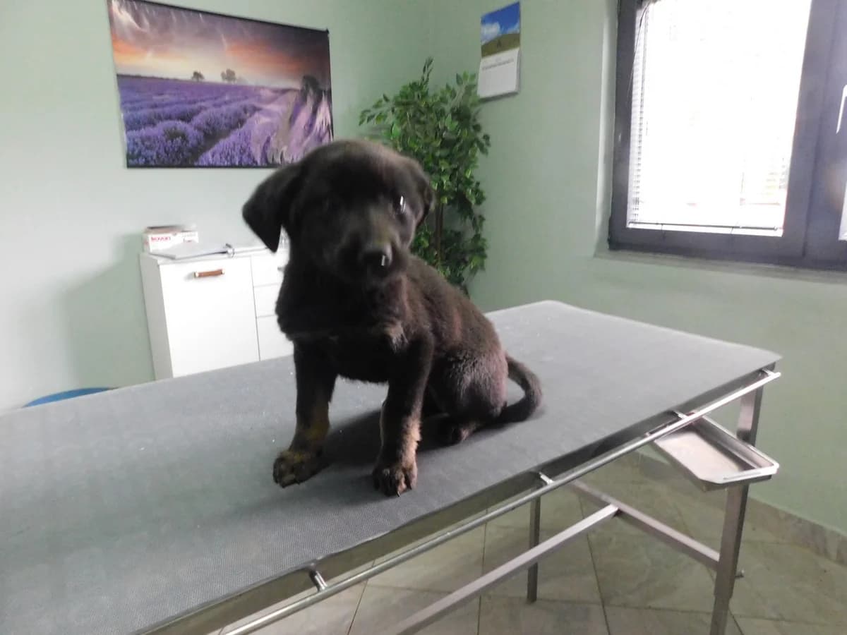 Broj 2456, Crni sa smeđim nogama male puppy Mixed Breed for adoption at Sklonište za životinje Utinja (CRPK)