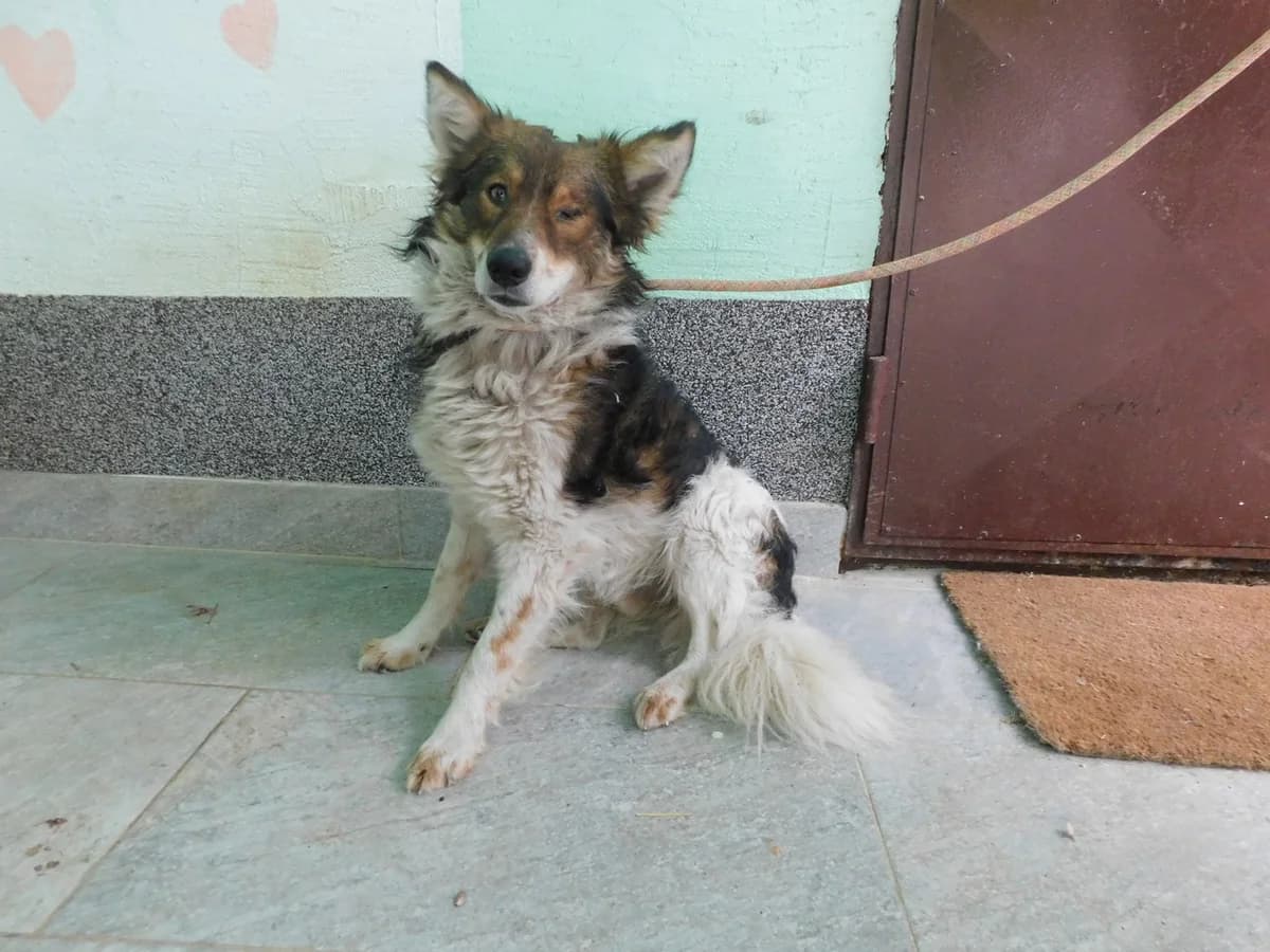 Broj 2460, Bijeli sa crno – smeđim plaštom male senior Mixed Breed for adoption at Sklonište za životinje Utinja (CRPK)
