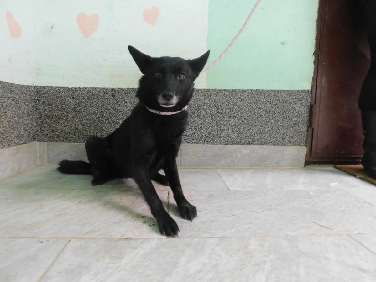 Broj 2461, Crna female 5yo Mixed Breed for adoption at Sklonište za životinje Utinja (CRPK)