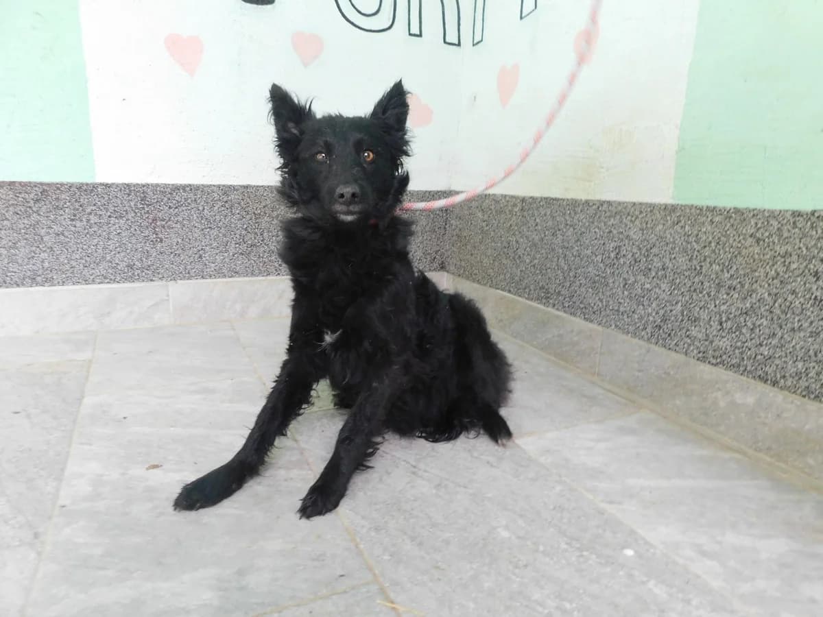 Broj 2462, Crna, u tipu Hrv. ovčara female 3yo mixed breed for adoption at Sklonište za životinje Utinja (CRPK)