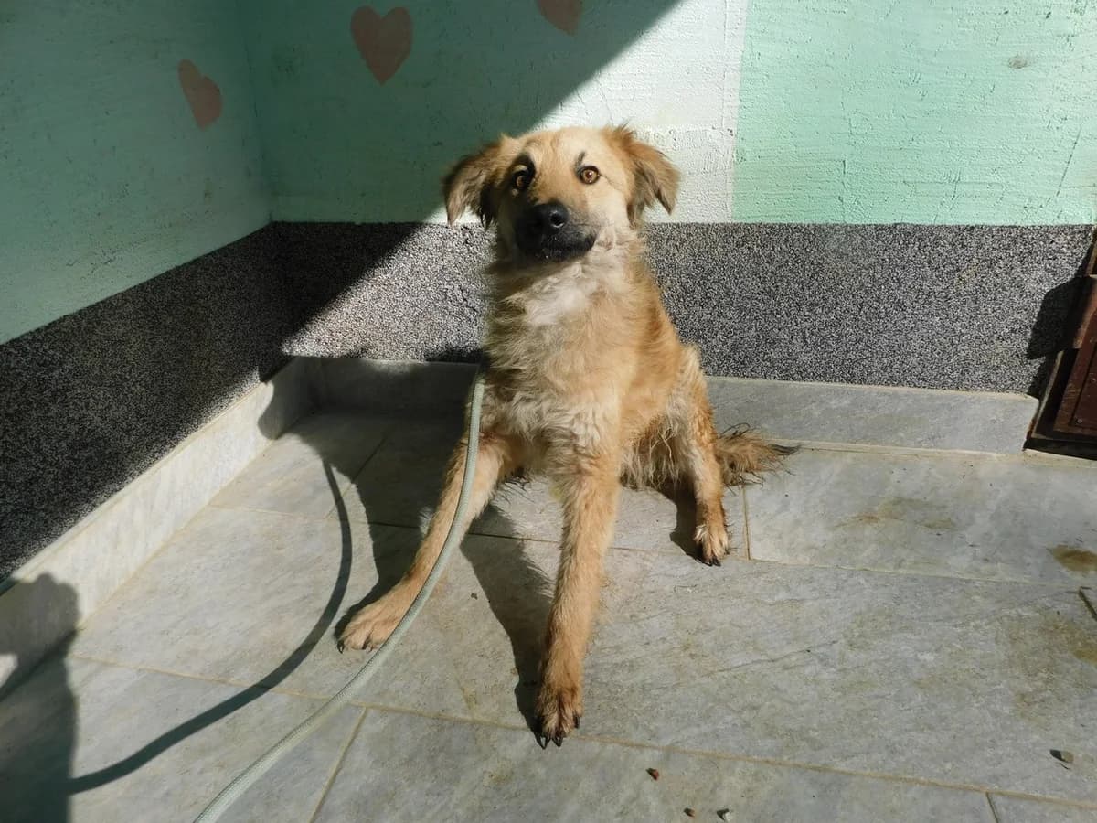 Broj 2464, Svijetlo smeđi male puppy Mixed Breed for adoption at Sklonište za životinje Utinja (CRPK)