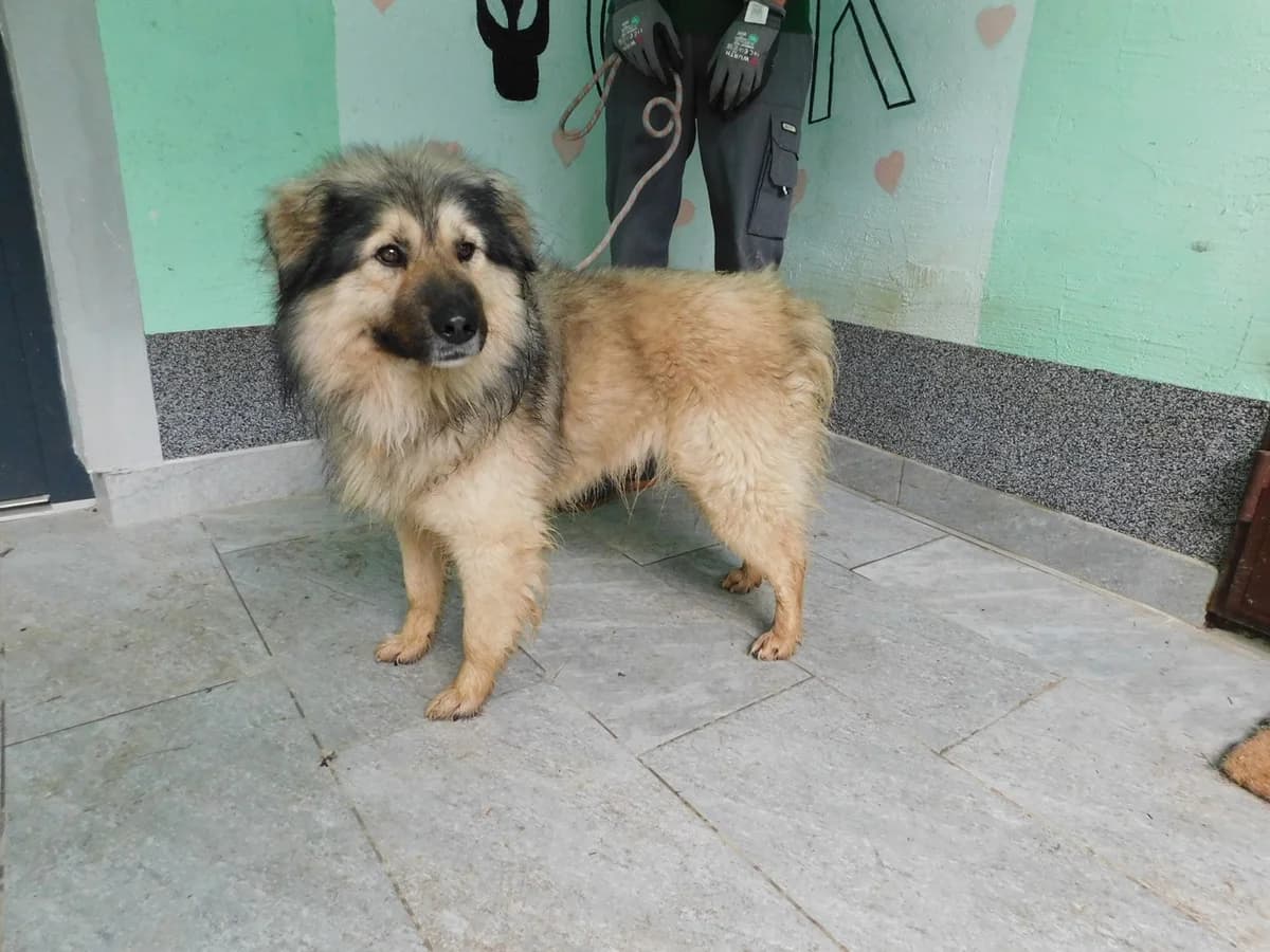 Broj 7948, Krem sa crnim odsjajem male 4yo Mixed Breed for adoption at Sklonište za životinje Utinja (CRPK)
