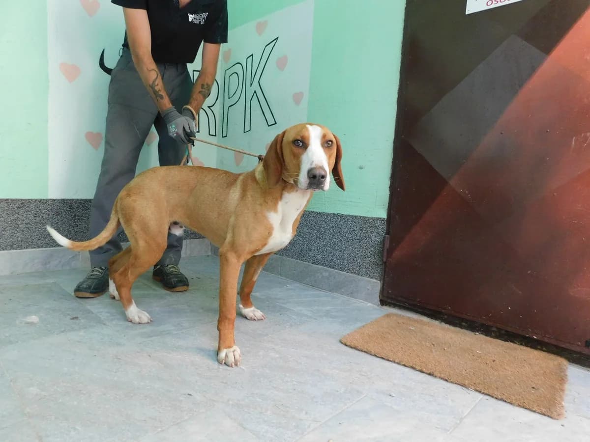 Broj 2469, Smeđi sa bijelim prsima, šapama i po glavi, u tipu Hrv. posavca male young mixed breed for adoption at Sklonište za životinje Utinja (CRPK)