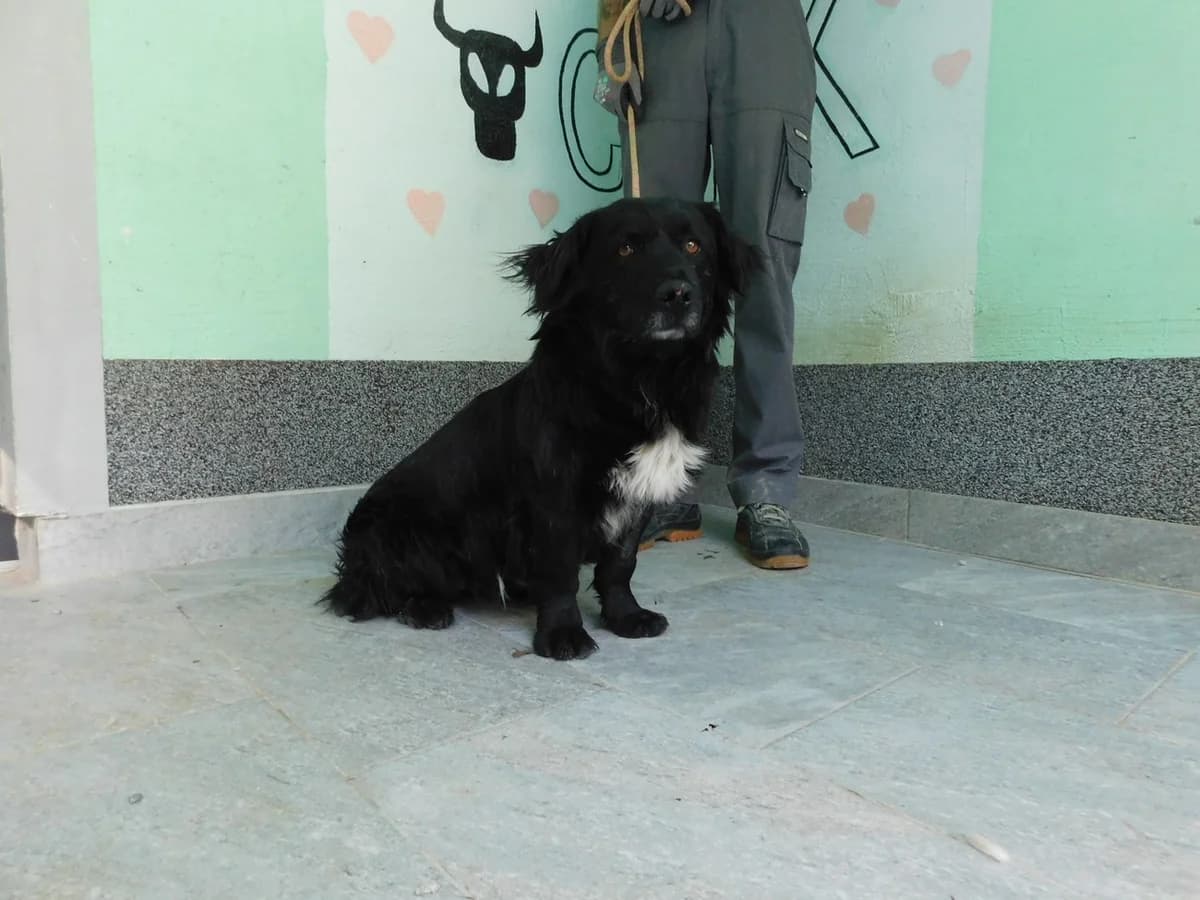 Broj 2470, Crni sa bijelim prsima, na kratkim nogama male senior Mixed Breed for adoption at Sklonište za životinje Utinja (CRPK)