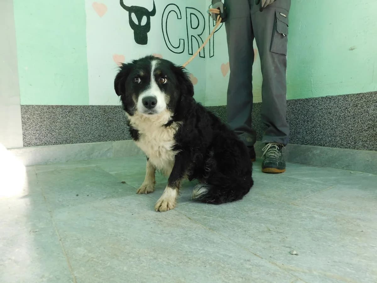 Broj 2471, Crna sa bijelim prsima, nogama, oko vrata i lisom female young Mixed Breed for adoption at Sklonište za životinje Utinja (CRPK)