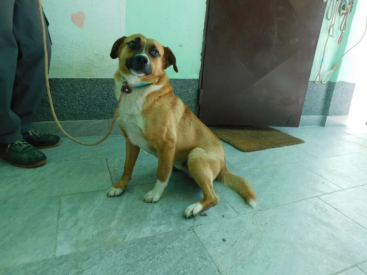 Broj 2482, Smeđi sa bijelim prsima, šapama i bijelom lisom male young Mixed Breed for adoption at Sklonište za životinje Utinja (CRPK)