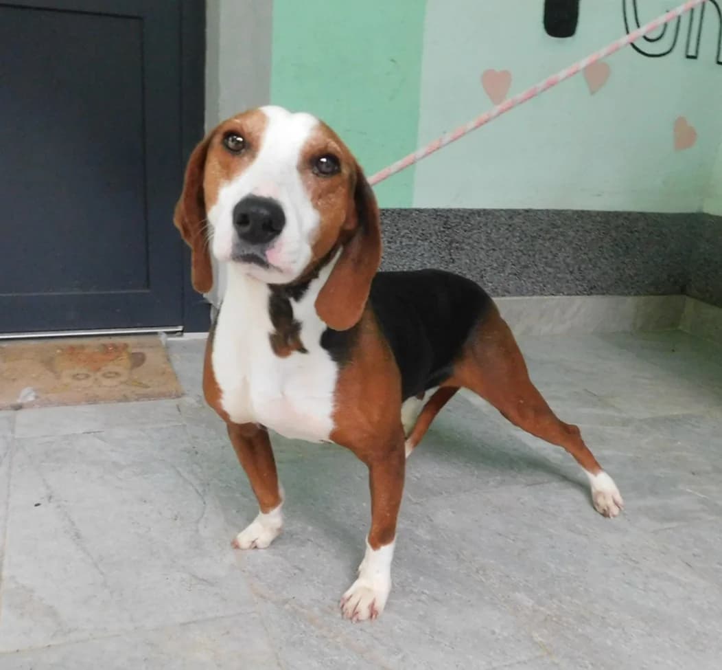 Broj 7962, Crna sa smeđim i bijelim, u tipu goniča female young mixed breed for adoption at Sklonište za životinje Utinja (CRPK)