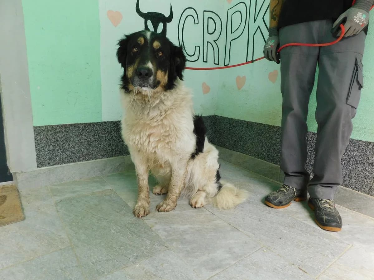 Broj 7972, Bijeli sa crno – smeđim flekama male young Mixed Breed for adoption at Sklonište za životinje Utinja (CRPK)
