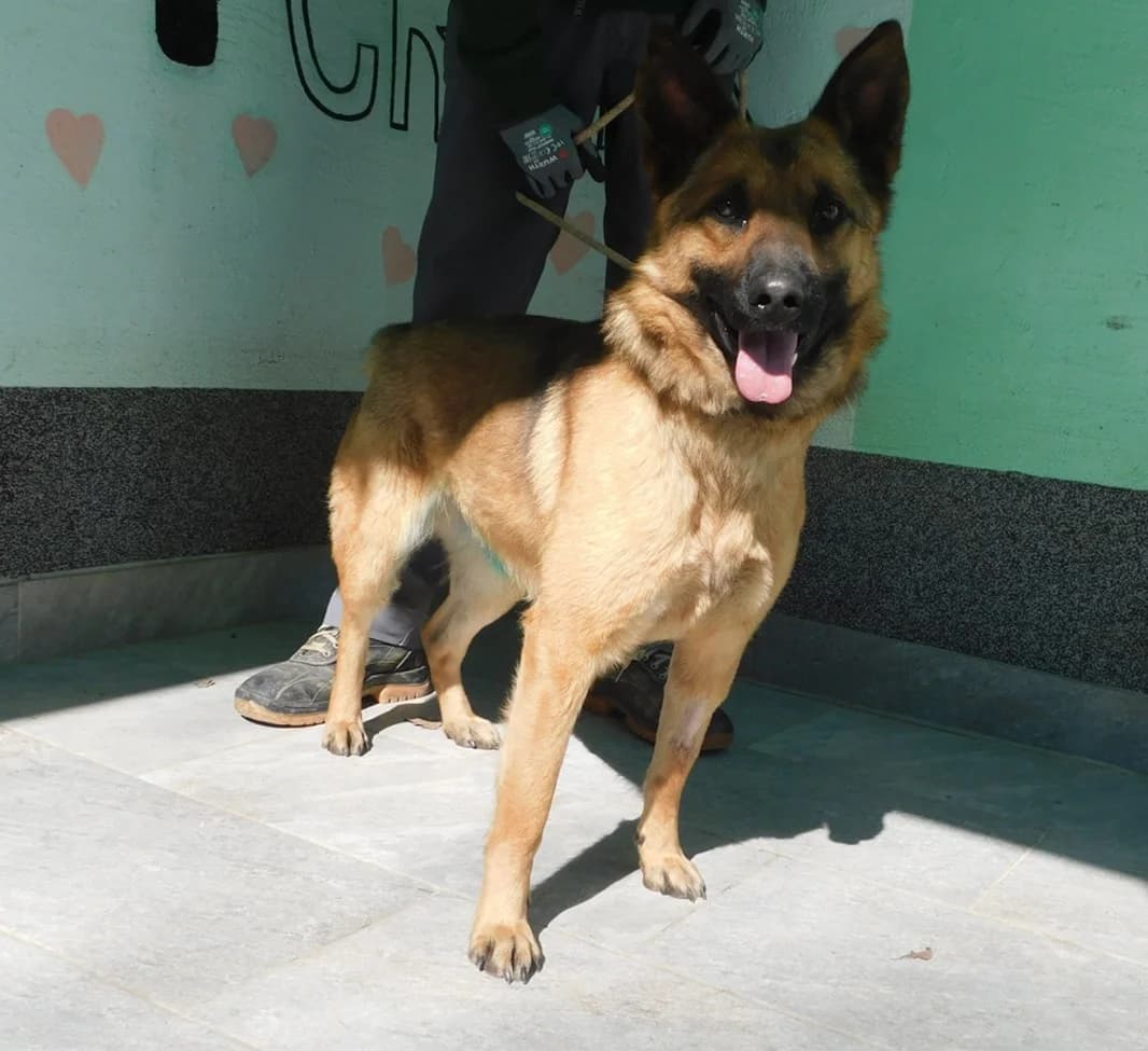 Broj 2445, Smeđa sa crnim odsjajem female young Mixed Breed for adoption at Sklonište za životinje Utinja (CRPK)