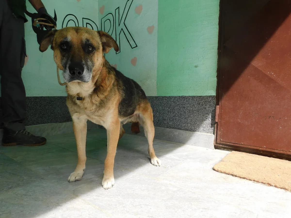 Broj 2512, Smeđi sa crnim plaštom male senior Mixed Breed for adoption at Sklonište za životinje Utinja (CRPK)