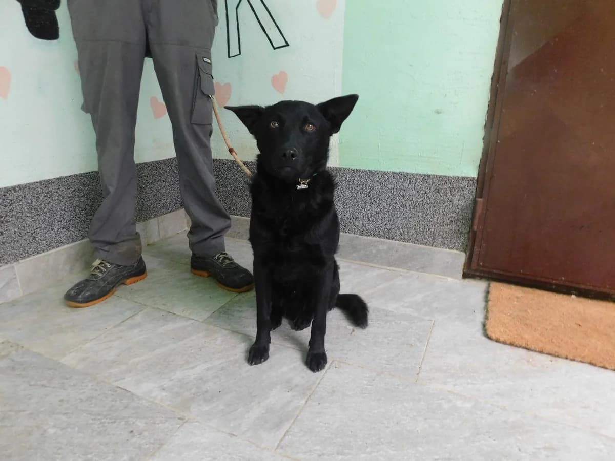 Broj 2523, Crni male puppy Mixed Breed for adoption at Sklonište za životinje Utinja (CRPK)