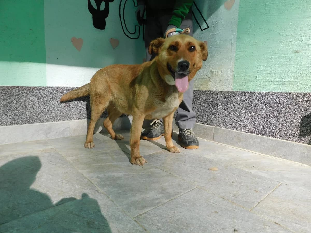 Broj 7975, Svijetlo smeđa sa bijelim prsima female young Mixed Breed for adoption at Sklonište za životinje Utinja (CRPK)