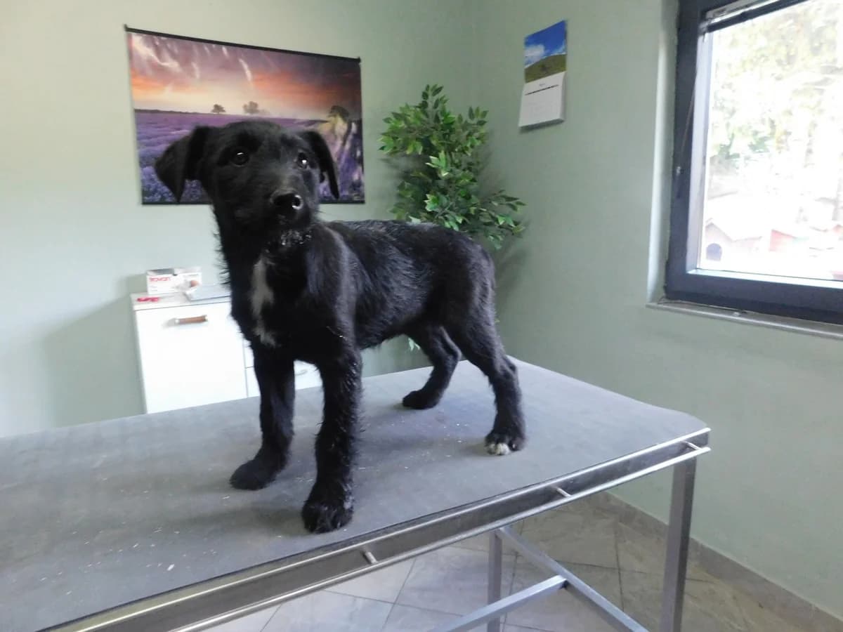 Broj 7955, Crna sa bijelim prsima female puppy Mixed Breed for adoption at Sklonište za životinje Utinja (CRPK)