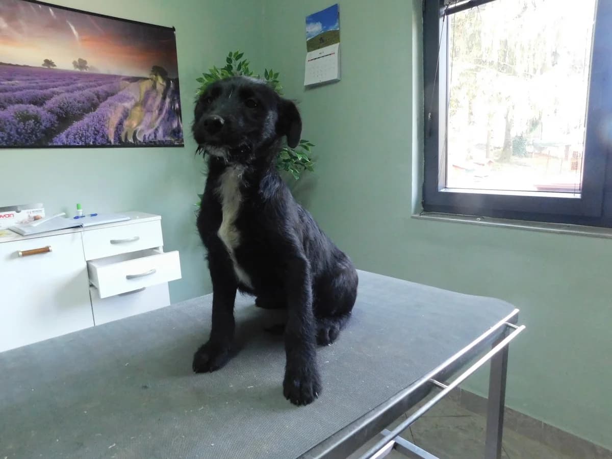 Broj 7960, Crni sa bijelim prsima male puppy Mixed Breed for adoption at Sklonište za životinje Utinja (CRPK)