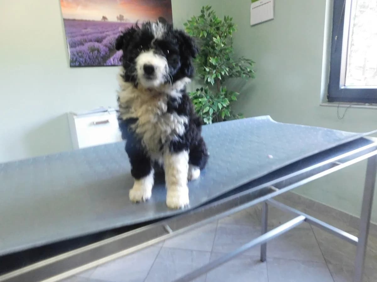 Broj 7977, Crno – bijela female puppy Mixed Breed for adoption at Sklonište za životinje Utinja (CRPK)