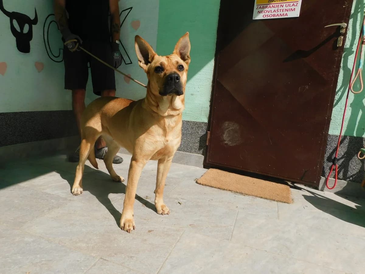 Broj 7979, Svijetlo smeđa female young Mixed Breed for adoption at Sklonište za životinje Utinja (CRPK)