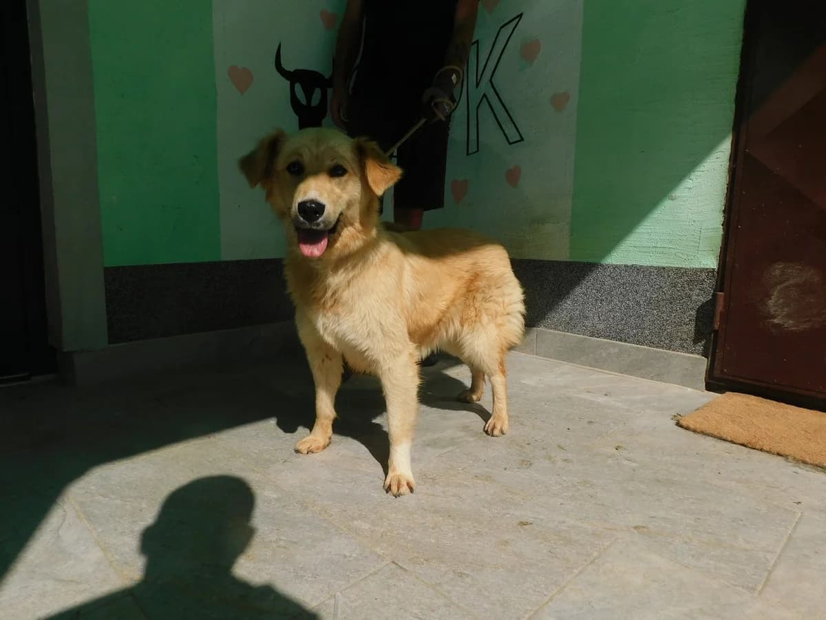 Broj 7980, Krem female puppy Mixed Breed for adoption at Sklonište za životinje Utinja (CRPK)
