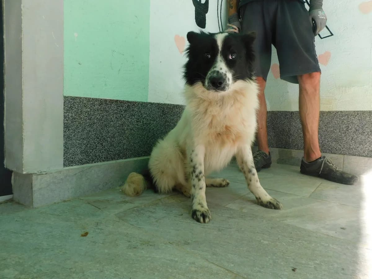 Broj 2526, Bijela sa crnim mrljama female young Mixed Breed for adoption at Sklonište za životinje Utinja (CRPK)