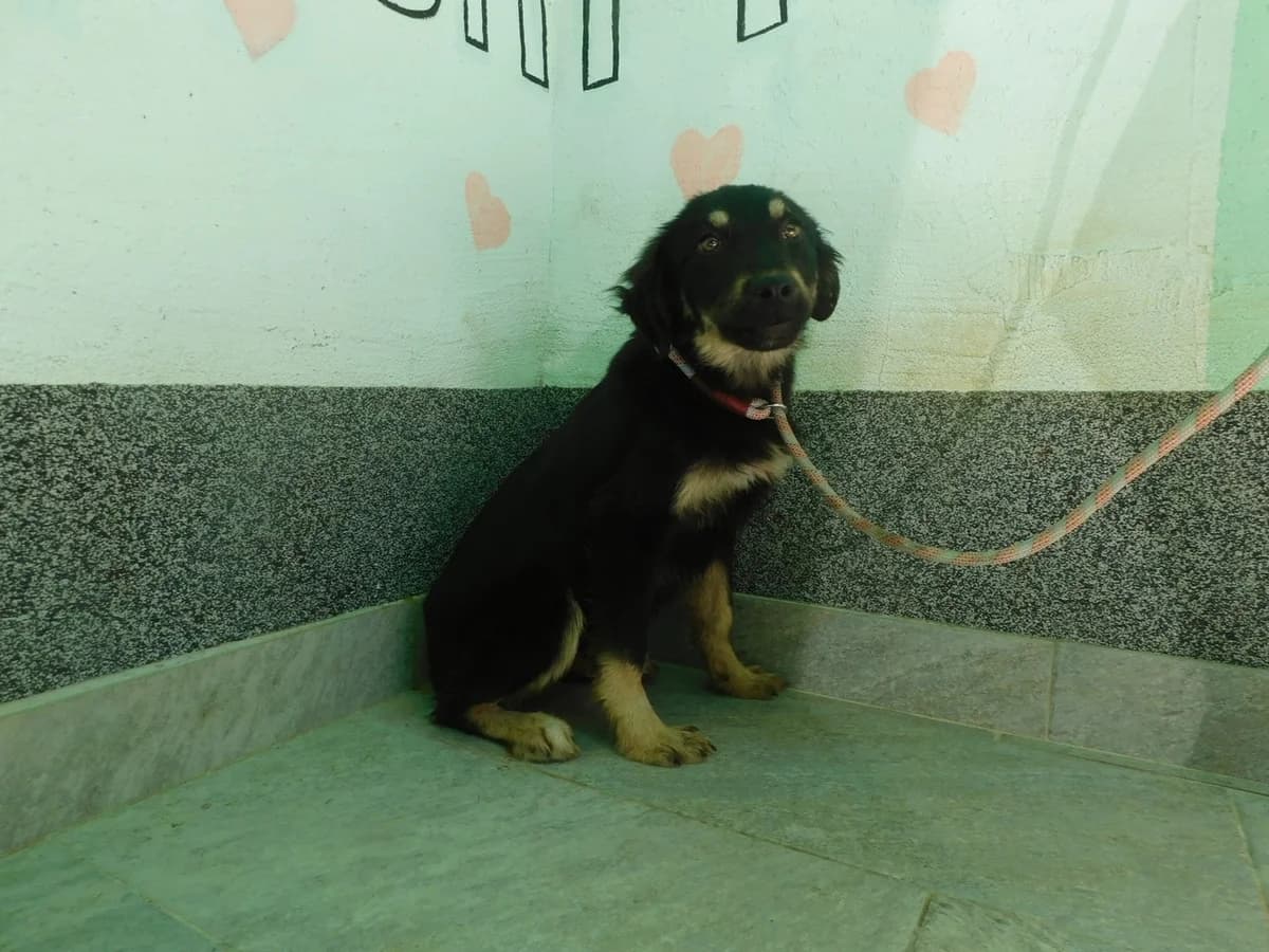 Broj 7981, Crna sa smeđim obrazima, prsima i nogama female puppy Mixed Breed for adoption at Sklonište za životinje Utinja (CRPK)