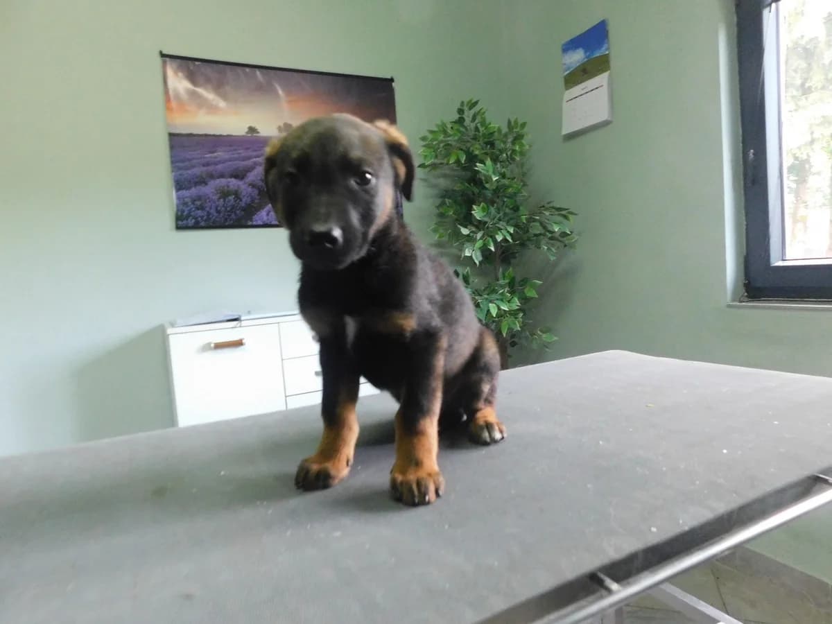 Broj 7963, Crni sa smeđim i bijela mrlja na prsima male puppy Mixed Breed for adoption at Sklonište za životinje Utinja (CRPK)
