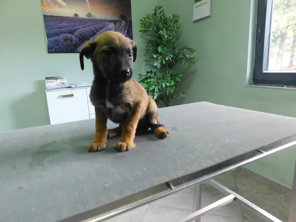 Broj 7965, Smeđa sa crnim i bijela crta na prsima female puppy Mixed Breed for adoption at Sklonište za životinje Utinja (CRPK)