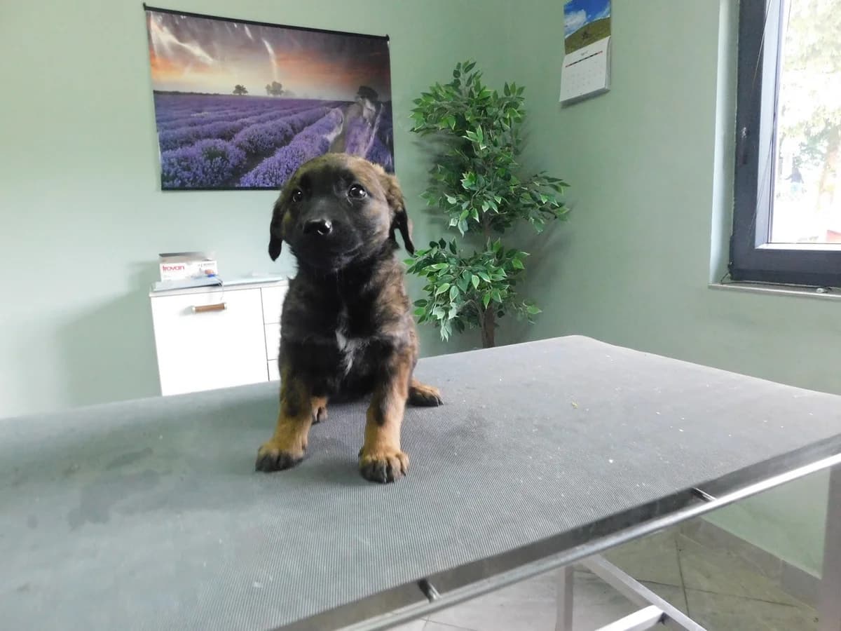 Broj 7967, Smeđa sa crnim i bijela crta na prsima female puppy Mixed Breed for adoption at Sklonište za životinje Utinja (CRPK)