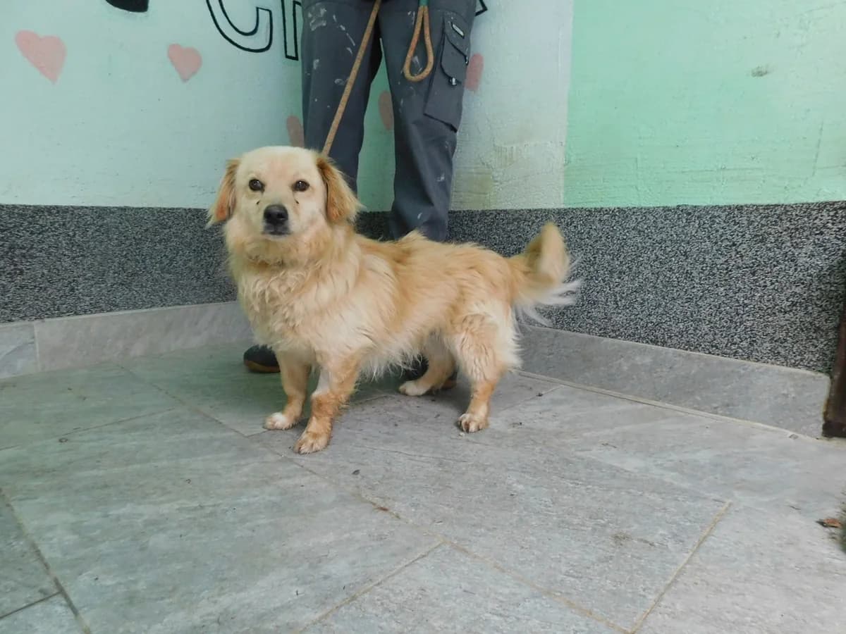 Broj 2530, Krem, duža dlaka, na kratkim nogama male young Mixed Breed for adoption at Sklonište za životinje Utinja (CRPK)
