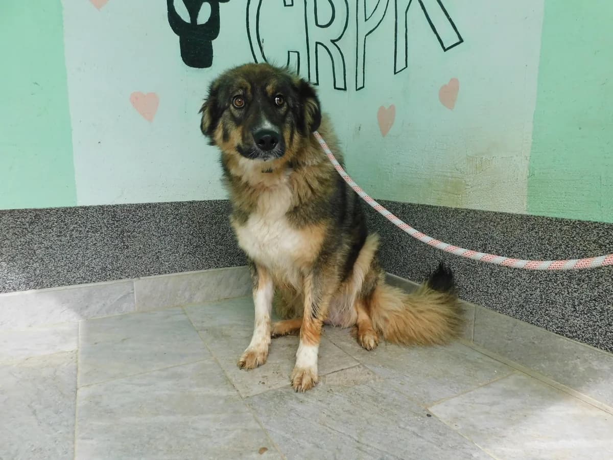Broj 2452, Crno – smeđa sa bijelim prsima i nogama female young Mixed Breed for adoption at Sklonište za životinje Utinja (CRPK)