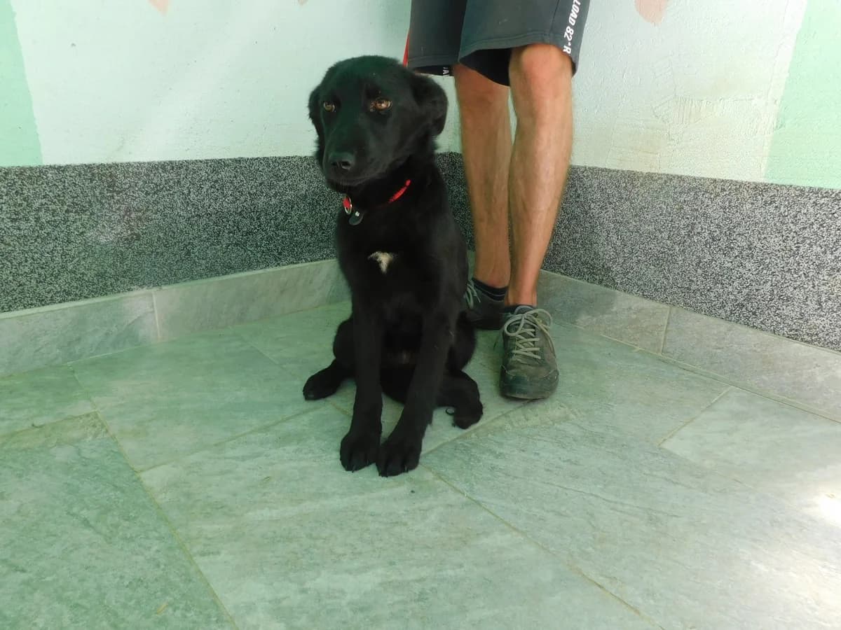 Broj 2545, Crna sa bijelom točkom na prsima female puppy Mixed Breed for adoption at Sklonište za životinje Utinja (CRPK)