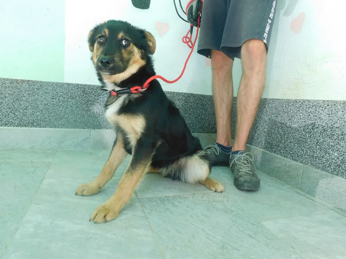 Broj 2546, Crni sa smeđim obrazima, nogama i bijela prsa male puppy Mixed Breed for adoption at Sklonište za životinje Utinja (CRPK)