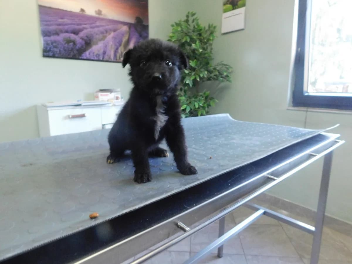 Broj 2501, Crna sa bijelim prsima i bijeli zadnji prsti female puppy Mixed Breed for adoption at Sklonište za životinje Utinja (CRPK)