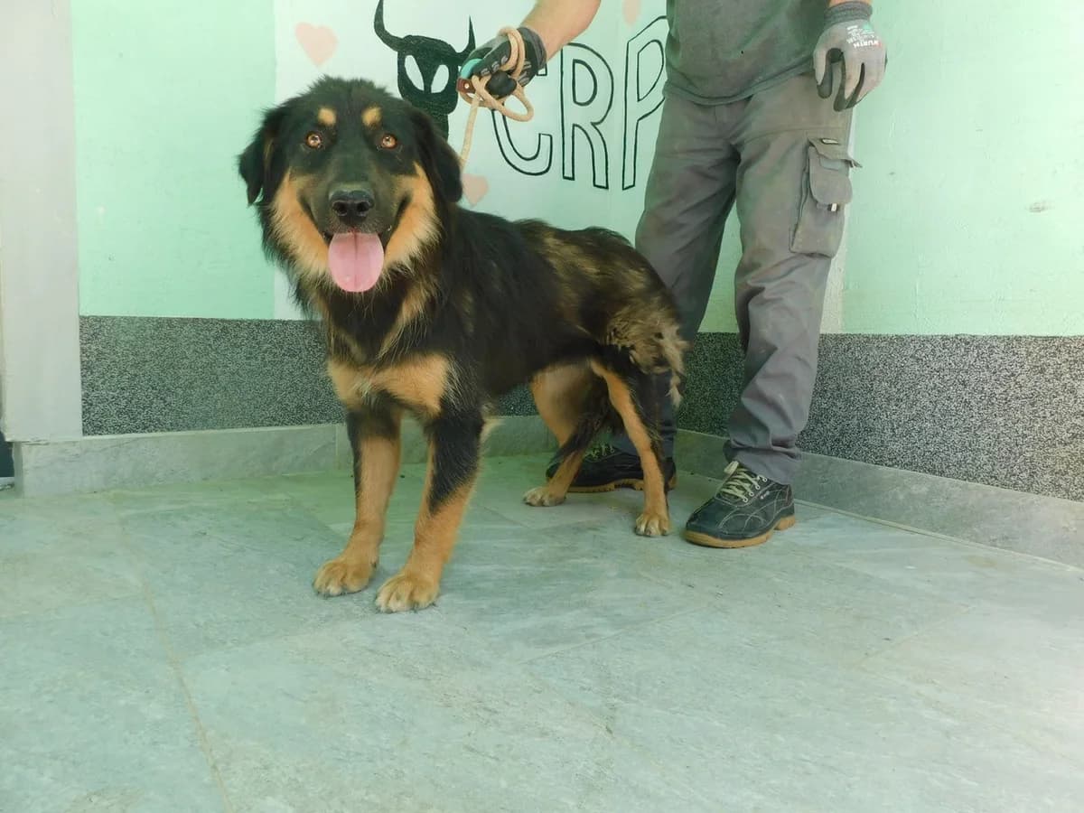 Broj 2562, Crna sa smeđim obrazima, nogama i prsima female young Mixed Breed for adoption at Sklonište za životinje Utinja (CRPK)
