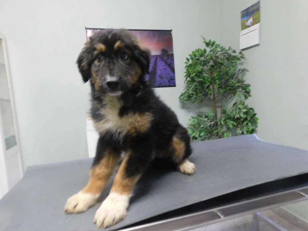 Broj 2563, Crni sa smeđim i bijelim male puppy Mixed Breed for adoption at Sklonište za životinje Utinja (CRPK)