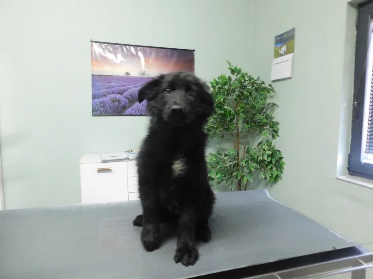 Broj 2564, Crni sa bijelom mrljom na prsima male puppy Mixed Breed for adoption at Sklonište za životinje Utinja (CRPK)