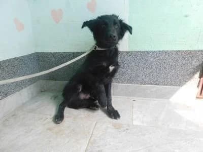 Broj 2564, Crni sa bijelom mrljom na prsima male puppy Mixed Breed for adoption at Sklonište za životinje Utinja (CRPK)