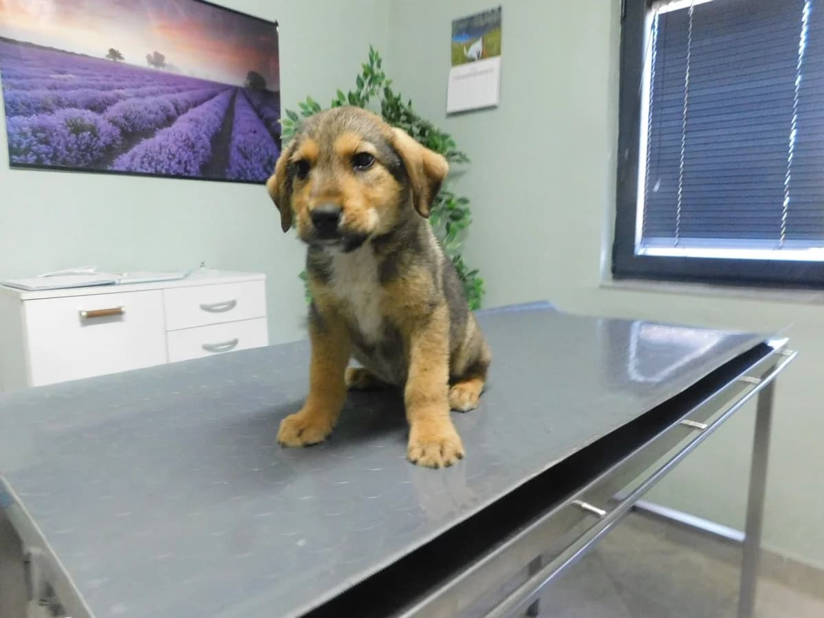 Broj 2565, Svijetlo smeđi sa crnim odsjajem i bijela prsa, bez repa male puppy Mixed Breed for adoption at Sklonište za životinje Utinja (CRPK)