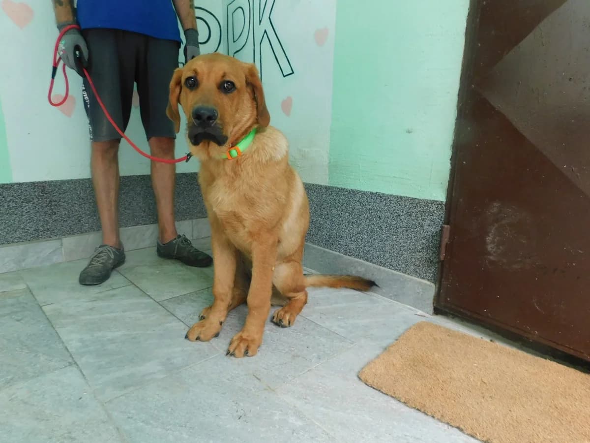 Broj 8007, Smeđi male puppy Mixed Breed for adoption at Sklonište za životinje Utinja (CRPK)