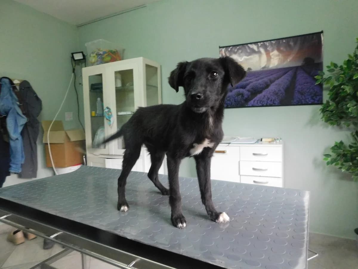 Broj 2570, Crna sa bijelim prsima i šapama female puppy Mixed Breed for adoption at Sklonište za životinje Utinja (CRPK)