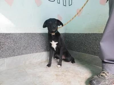 Broj 2570, Crna sa bijelim prsima i šapama female puppy Mixed Breed for adoption at Sklonište za životinje Utinja (CRPK)