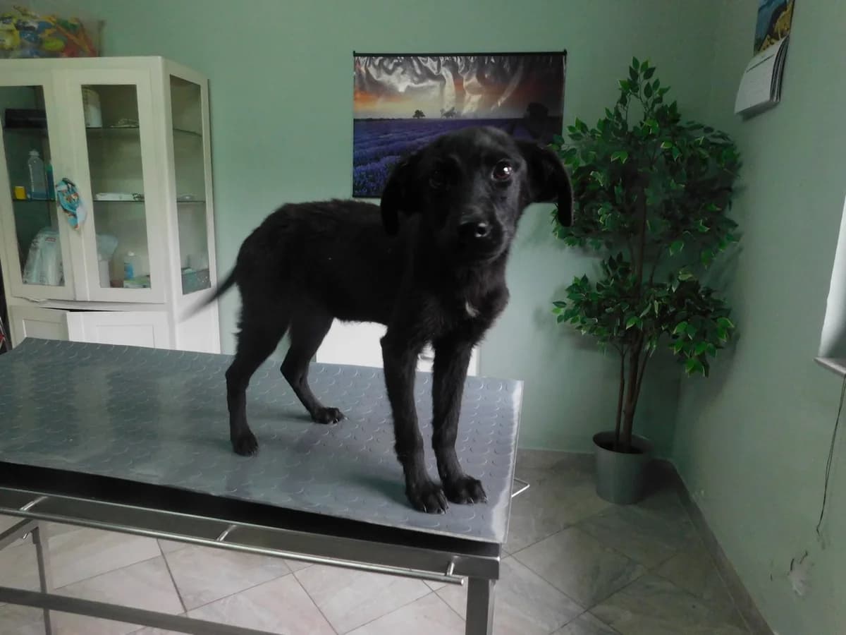 Broj 2571, Crna sa bijelm mrljom na prsima female puppy Mixed Breed for adoption at Sklonište za životinje Utinja (CRPK)