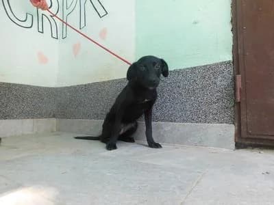 Broj 2572, Crna sa bijelom točkom na prsima female puppy Mixed Breed for adoption at Sklonište za životinje Utinja (CRPK)