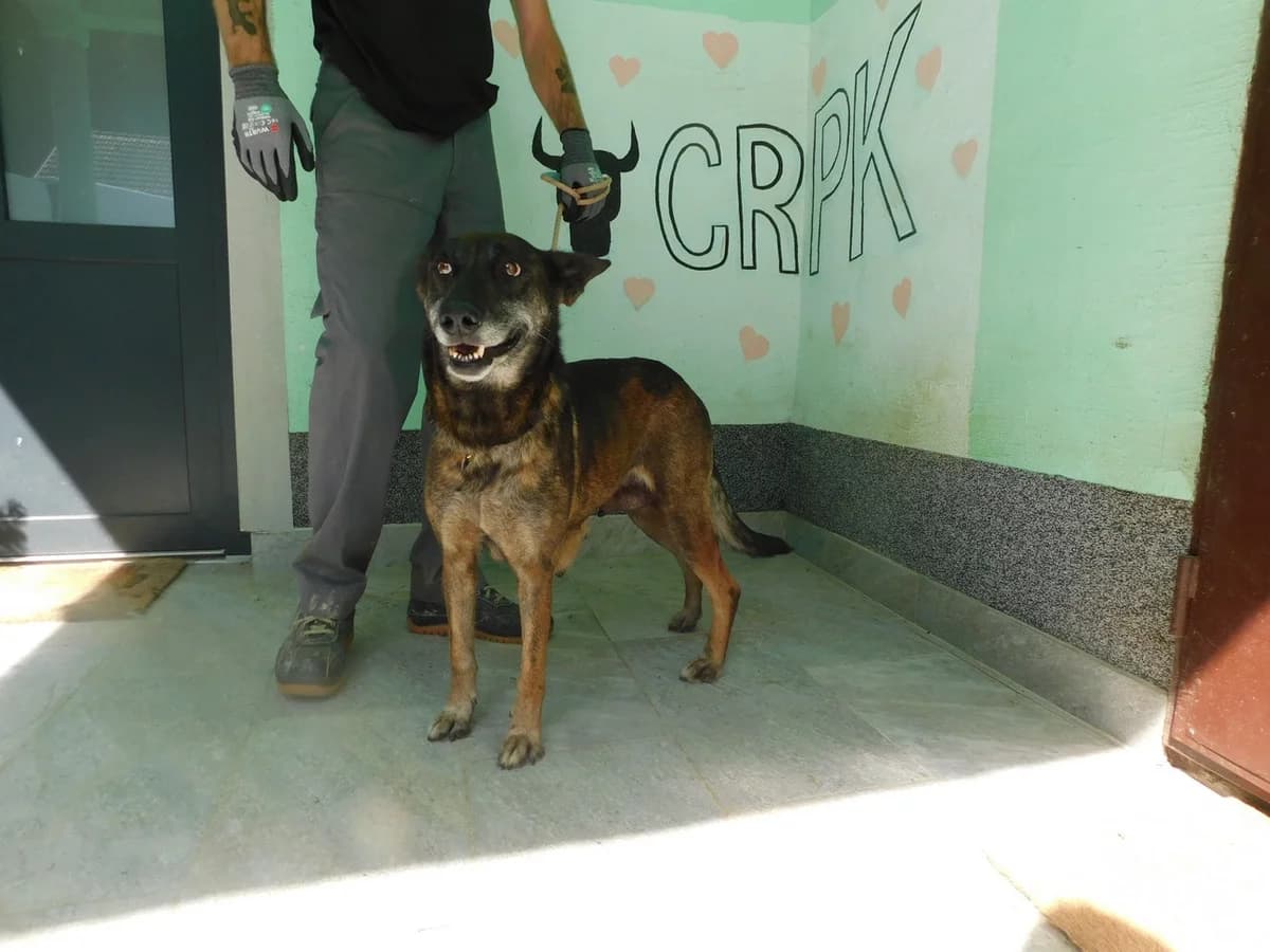 Broj 2513, Smeđe – crna, u tipu belg. ovčara female senior mixed breed for adoption at Sklonište za životinje Utinja (CRPK)