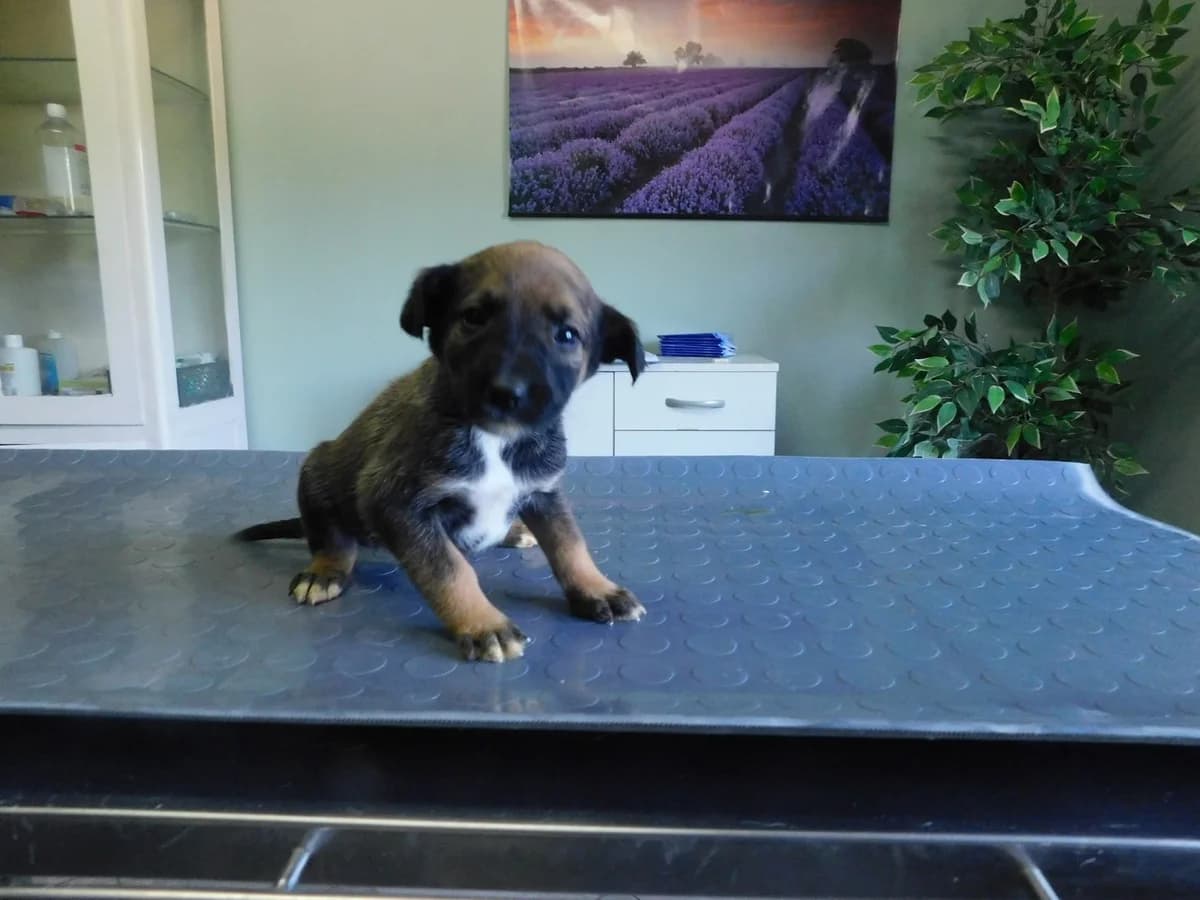 Broj 2515, Smeđe – crni sa bijelim prsima i šapama female puppy Mixed Breed for adoption at Sklonište za životinje Utinja (CRPK)