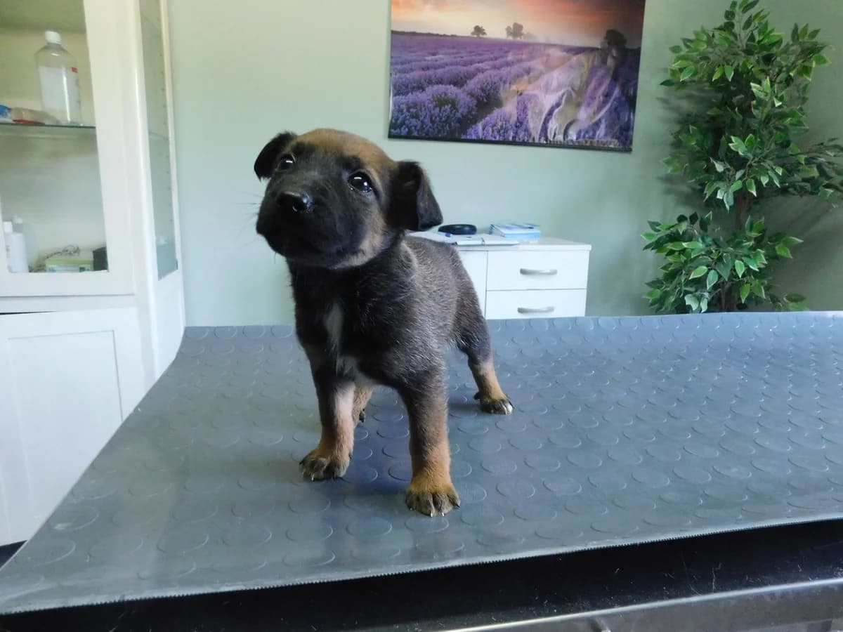 Broj 2516, Smeđe- crna sa bijelim prsima female puppy Mixed Breed for adoption at Sklonište za životinje Utinja (CRPK)