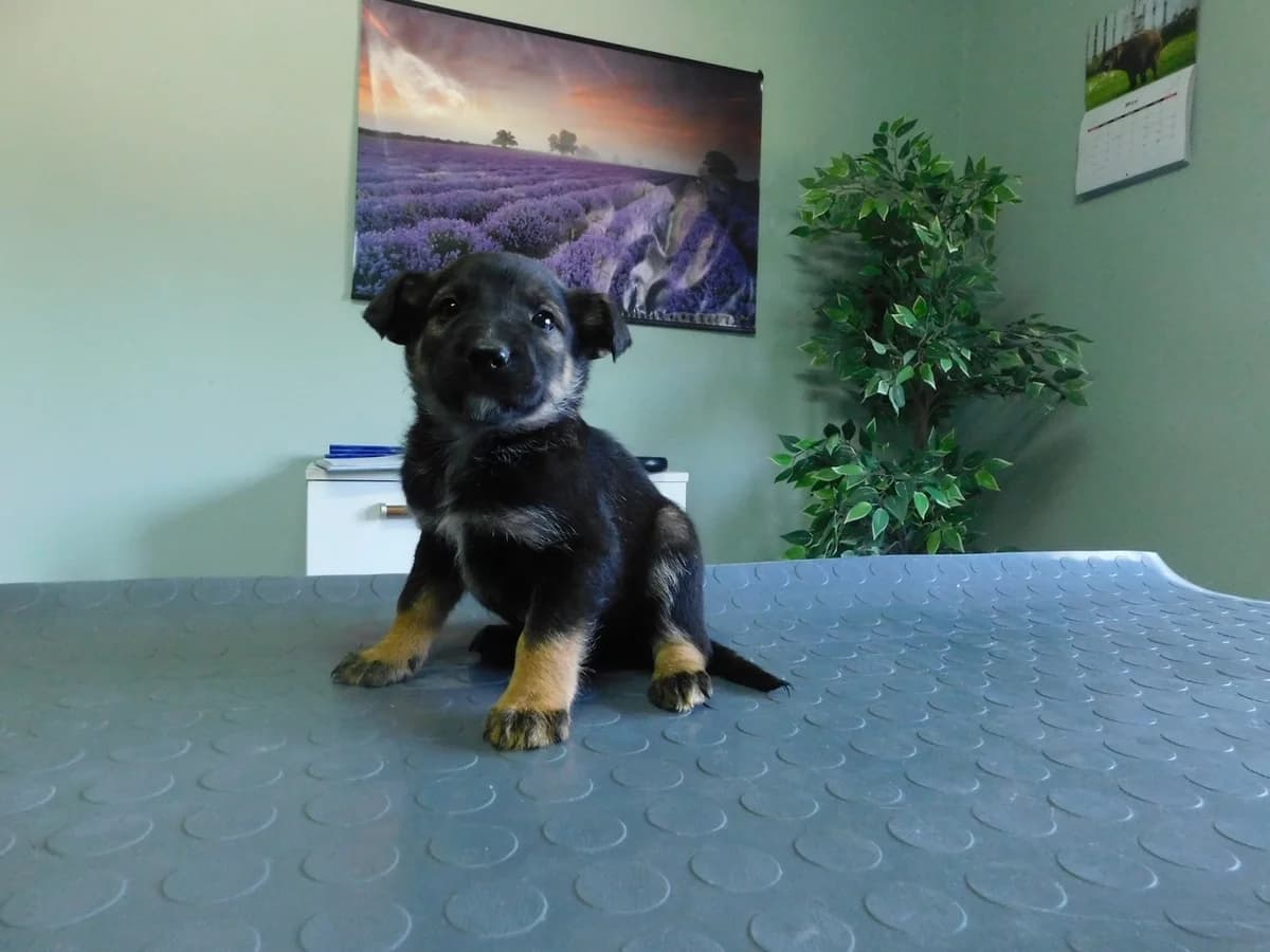 Broj 2518, Crni sa smeđim obrazima, nogama i bijela prsa male puppy Mixed Breed for adoption at Sklonište za životinje Utinja (CRPK)