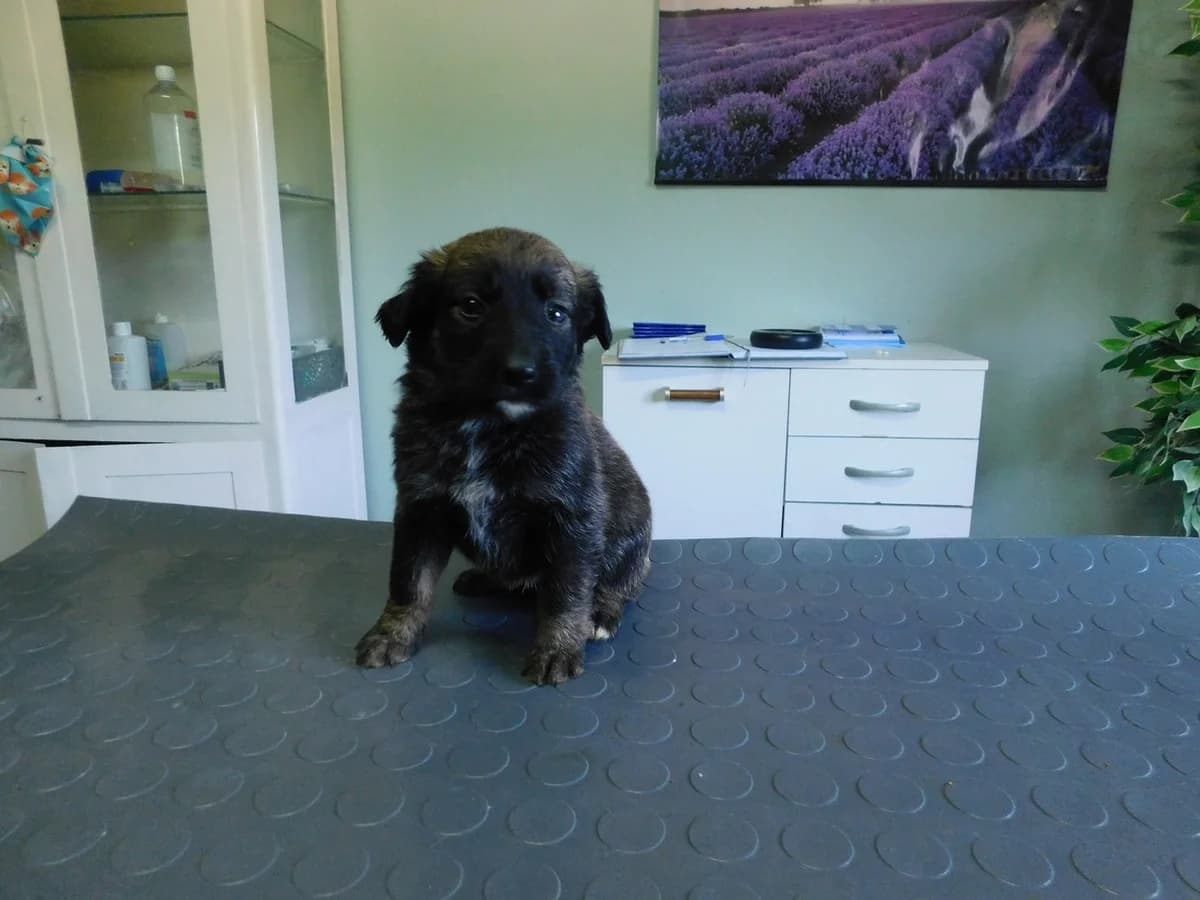Broj 2519, Crno – smeđa sa bijelim prsima female puppy Mixed Breed for adoption at Sklonište za životinje Utinja (CRPK)