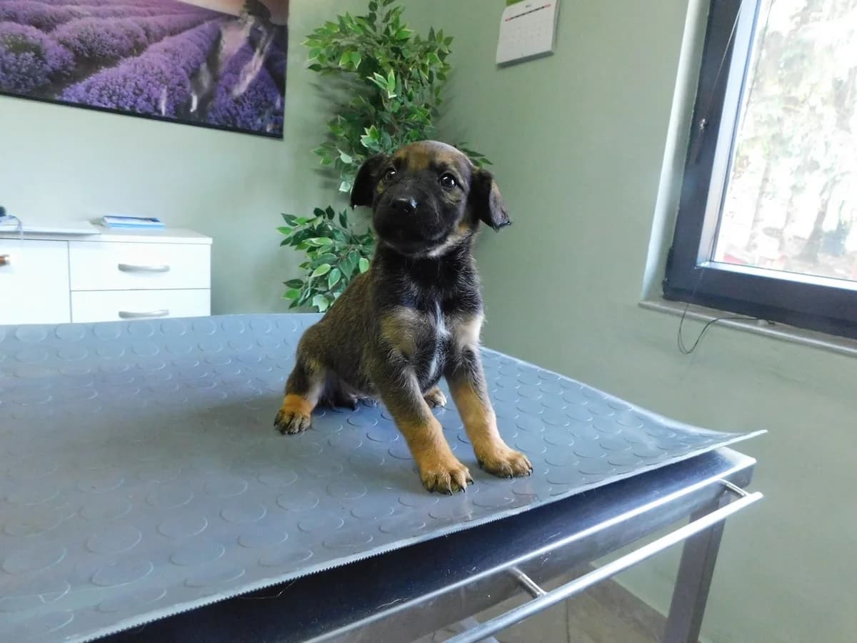 Broj 2522, Crno – smeđa sa bijelom crtom na prsima female puppy Mixed Breed for adoption at Sklonište za životinje Utinja (CRPK)