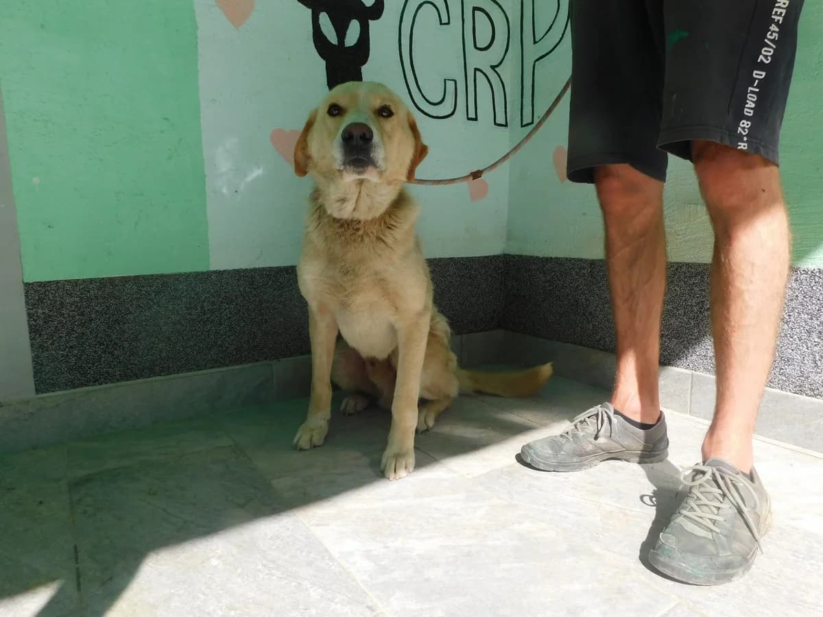 Broj 8016, Krem sa bijelim lisom i šapama male young Mixed Breed for adoption at Sklonište za životinje Utinja (CRPK)