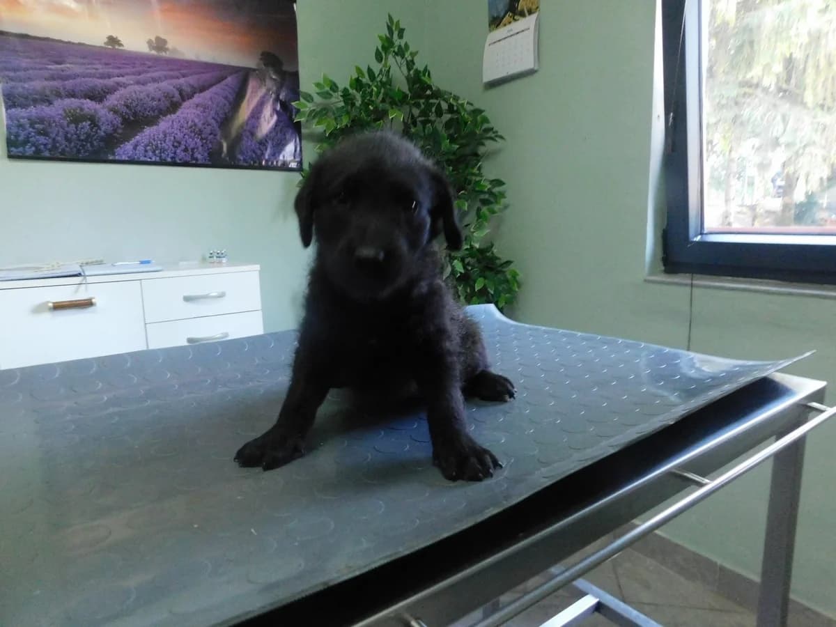 Broj 8017, Crni male puppy Mixed Breed for adoption at Sklonište za životinje Utinja (CRPK)